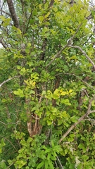 Salix pyrolifolia