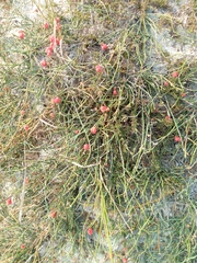 Ephedra distachya