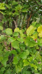 Salix pyrolifolia