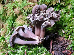 Craterellus undulatus