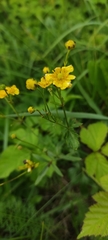Ranunculus acris