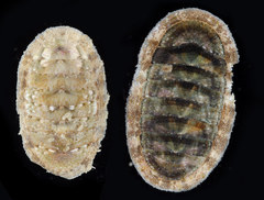 Ischnochiton comptus