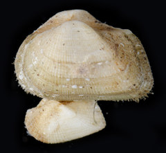 Arcopsis