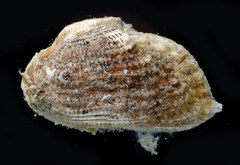 Acar
