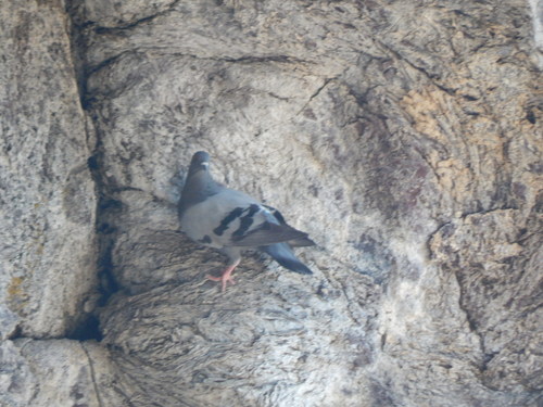 Feral Pigeon photographed in Idaho