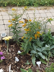 Danaus plexippus