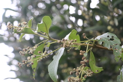 Lippia hirsuta