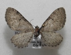 Eupithecia indistincta