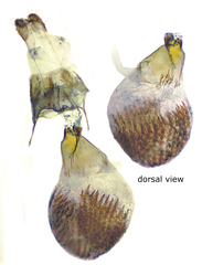 Eupithecia indistincta