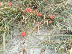 Ephedra distachya