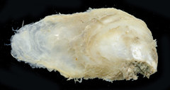 Isognomon
