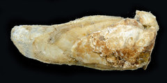 Isognomon legumen