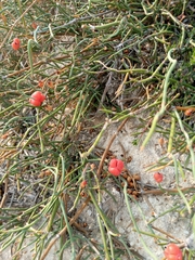 Ephedra distachya