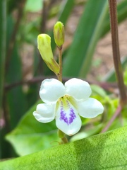 Asystasia intrusa