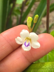 Asystasia intrusa