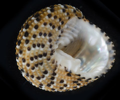 Clanculus margaritarius