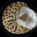 Clanculus margaritarius - Photo (c) smithsonian_marinegeo, some rights reserved (CC BY-NC-SA), uploaded by smithsonian_marinegeo