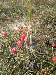 Ephedra distachya