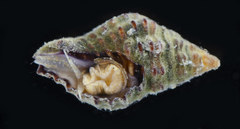 Clivipollia pulchra