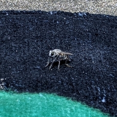 Laphystia