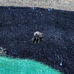 Laphystia