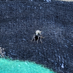 Laphystia