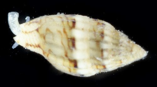 Zafra troglodytes observed 2019-01-16