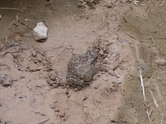 Sclerophrys mauritanica