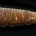 Seila morishimai - Photo (c) smithsonian_marinegeo, some rights reserved (CC BY-NC-SA), uploaded by smithsonian_marinegeo