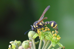 Eumenes coarctatus