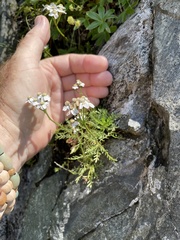 Achillea erba-rotta