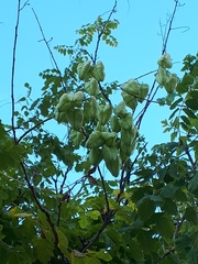 Koelreuteria paniculata