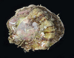 Saccostrea