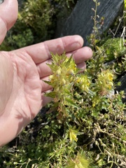 Rhinanthus glacialis