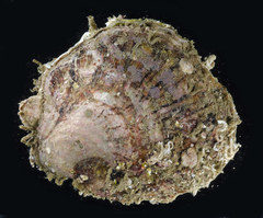 Saccostrea