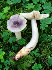 Russula cavipes