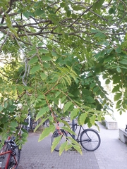 Koelreuteria paniculata