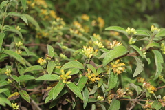 Calea sessiliflora