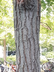 Koelreuteria paniculata