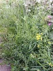 Erysimum cheiranthoides