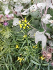 Erysimum cheiranthoides