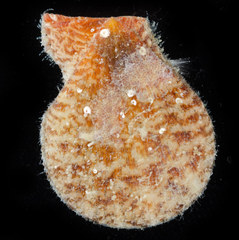 Laevichlamys cuneata