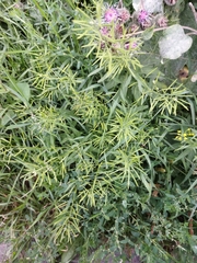 Erysimum cheiranthoides