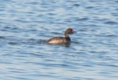 Podiceps nigricollis