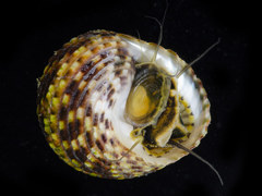 Monodonta labio