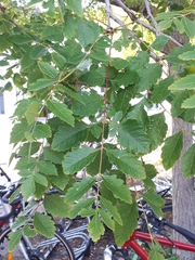 Koelreuteria paniculata