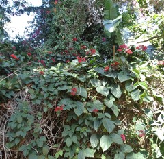 Clerodendrum splendens