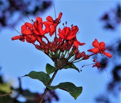 Clerodendrum splendens