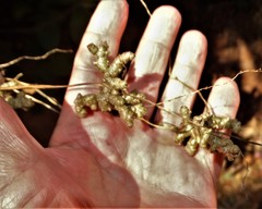 Clerodendrum splendens
