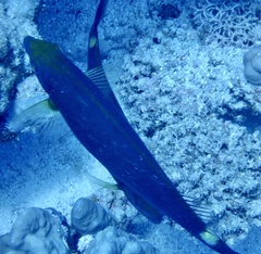 Siganus argenteus